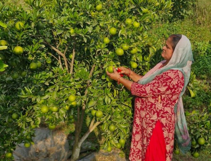 स्वीट ऑरेंज किसानों को मिला संस्थागत बाजार का अवसर, 22 फीसदी अधिक मूल्य मिलने से चहके किसान