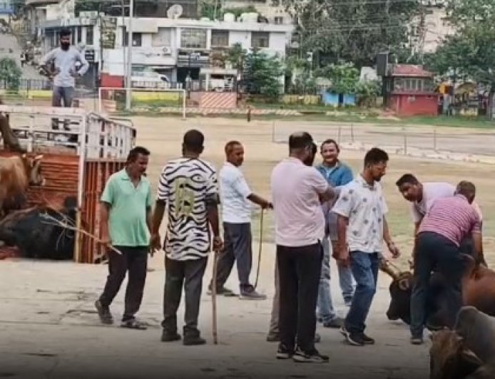 नाहन शहर से बेसहारा पशुओं को हटाने की मुहिम जारी, गौ अभ्यारण कोटला बड़ोग भेजे जा रहे पशु