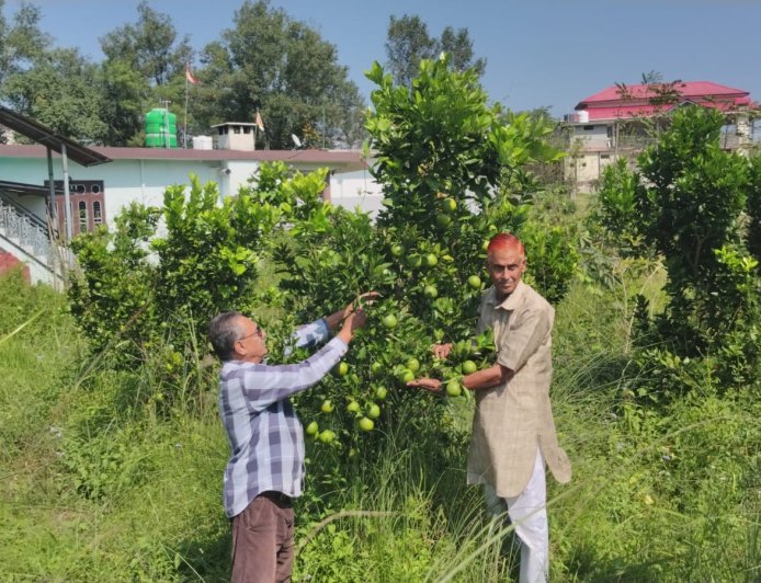 लुधियाणा तक पहुंचने लगी धनेटा क्षेत्र के गांव कुसियार की मौसम्बी