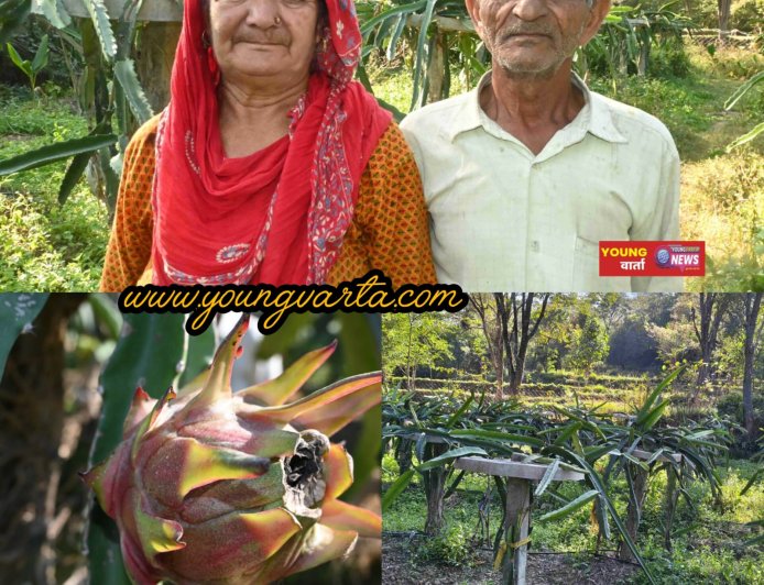 पारंपरिक खेती छोड़ ड्रैगन फ्रूट की बागवानी से संवर रही भरनाल के किसानों की आर्थिकी , दो बीघा से सालाना दो लाख की आमदनी 