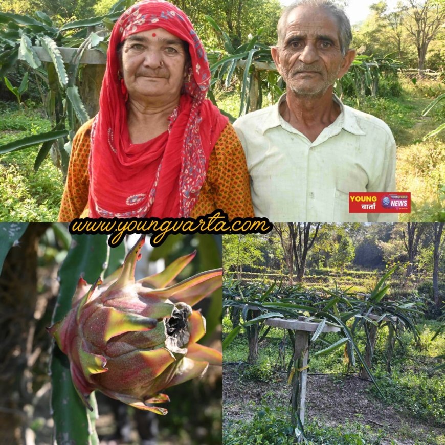 पारंपरिक खेती छोड़ ड्रैगन फ्रूट की बागवानी से संवर रही भरनाल के किसानों की आर्थिकी , दो बीघा से सालाना दो लाख की आमदनी 